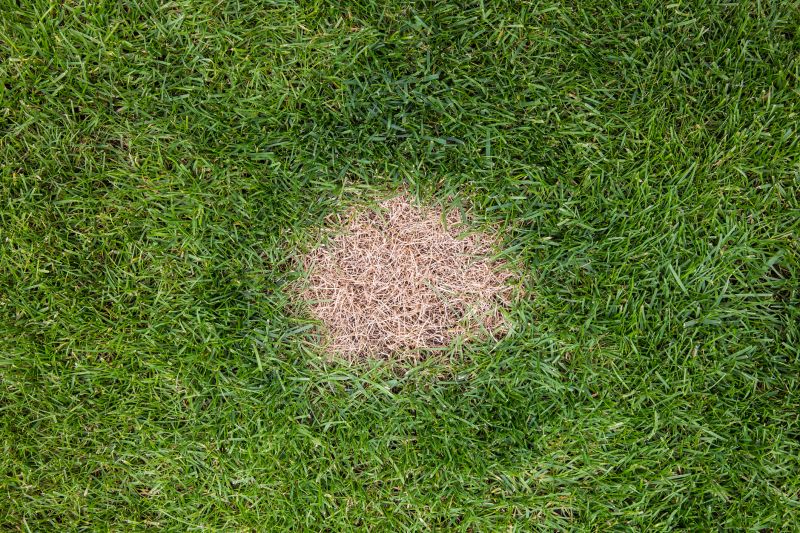 Damaged Yard Repair in Honolulu, HI